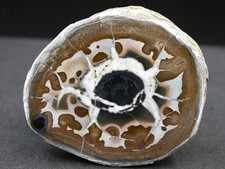 SEPTARIA - MAROC - 4,8 x 4 cm