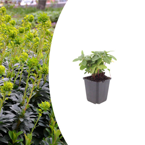 Euphorbia amygdaloïdes - , «