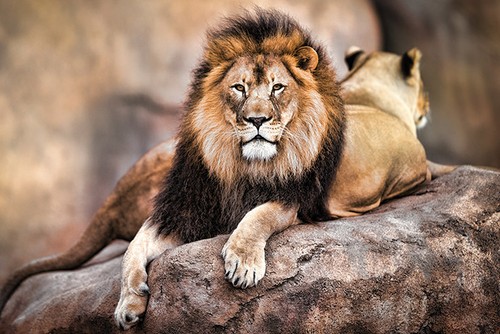 Roi lion king of the - -,