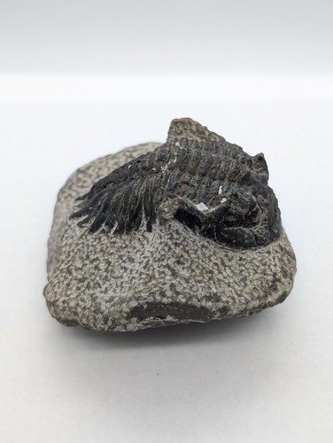 Phacops trilobite fossil - trilobite, on
