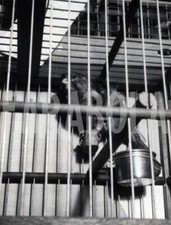 Photo De Presse Vintage Italie, Exposition De Canaris, 1949, Tirage 24x18 Cm