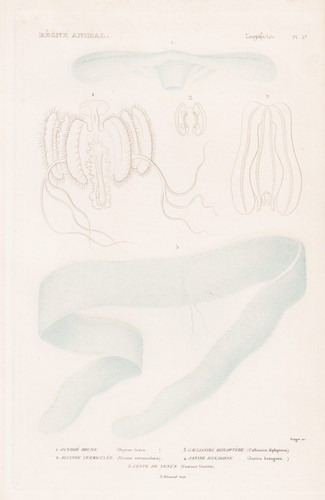 Ocyroe fusca méduses gravure - fusca,