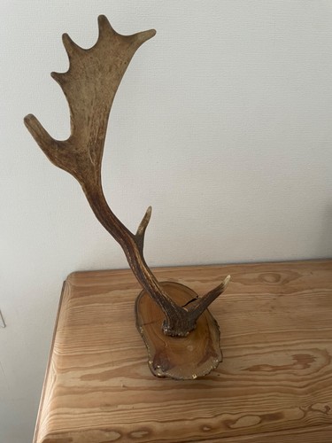 Trophée chasse vintage - de,