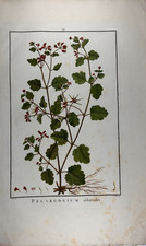 Aubriet pelargonium - aubriet.,