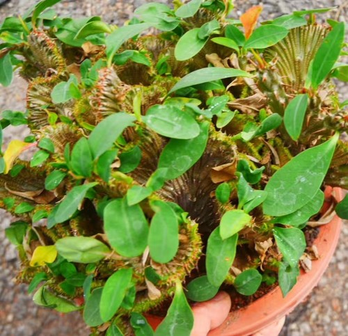 Sale rare cacti euphorbia - rare,