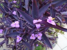 super  plantes =misére pourpre aéoniums divers +tiges d arbre de jade=20piéces