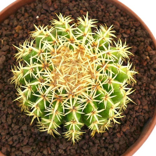 Echinocactus grusonii form