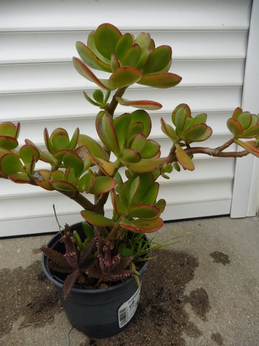 Crassula ovata arbre de - crassula, ovata,ou