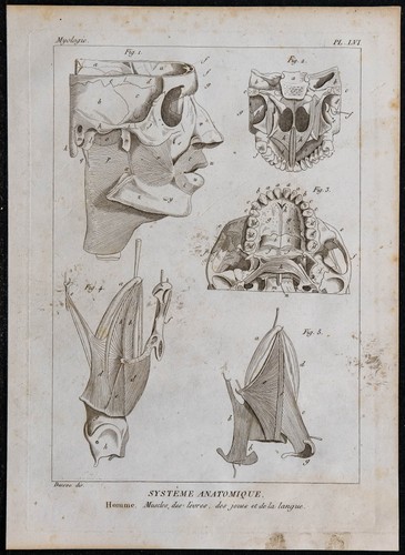 1825 muscles visage et - muscles,