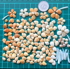 Coquille de pattes de