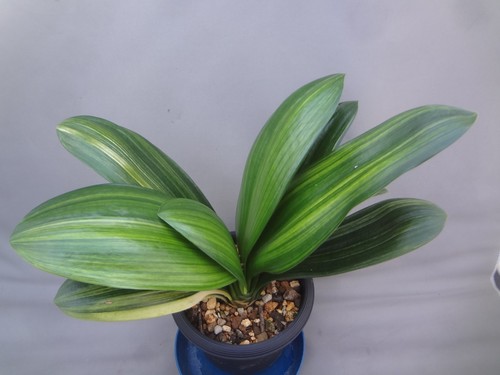 Clivia miniata daruma shima - clivia,