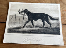 gravure ancienne chien N11