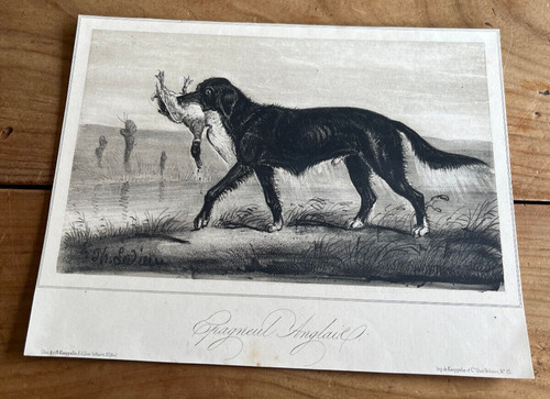 Gravure ancienne chien n11 - ancienne,