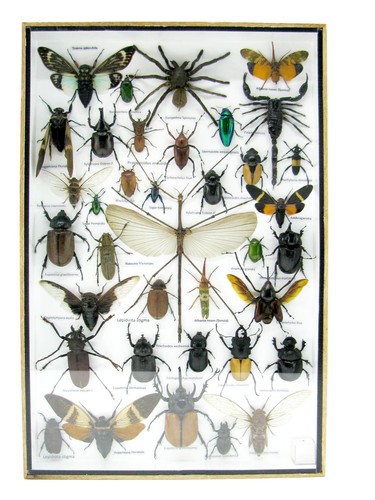 Insectes exotiques réel - -,