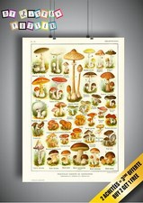 affiche Champignons A3 A3