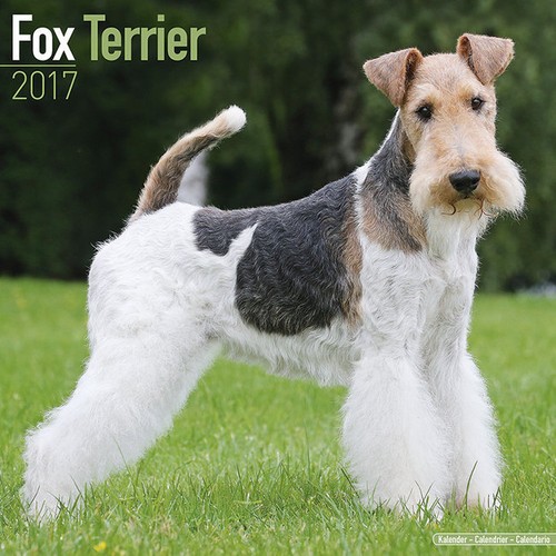 Calendrier 2017 fox terrier - calendrier,