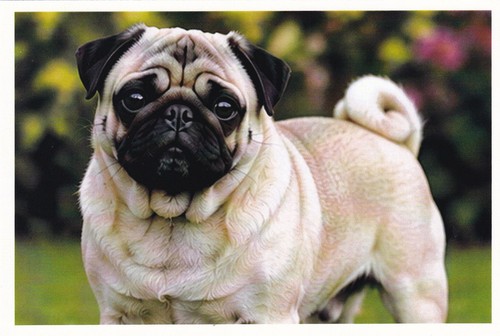 Carte postale chien - 🦬carte,