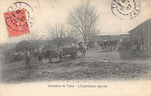 Algérie jumenterie de - algérie,