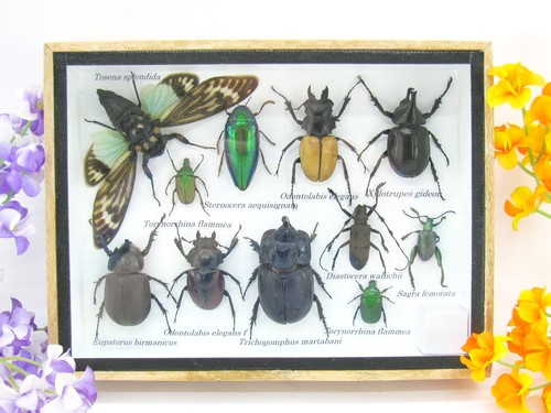 Insectes exotiques réel - insectes,