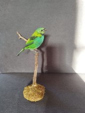 oiseau naturalisé 