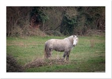 Photo originale Cheval