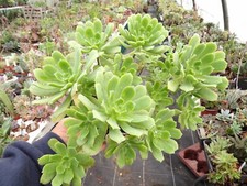 Aeonium castello paivae big