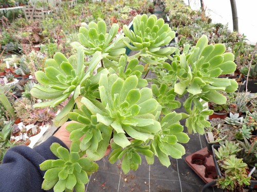 Aeonium castello paivae - , big