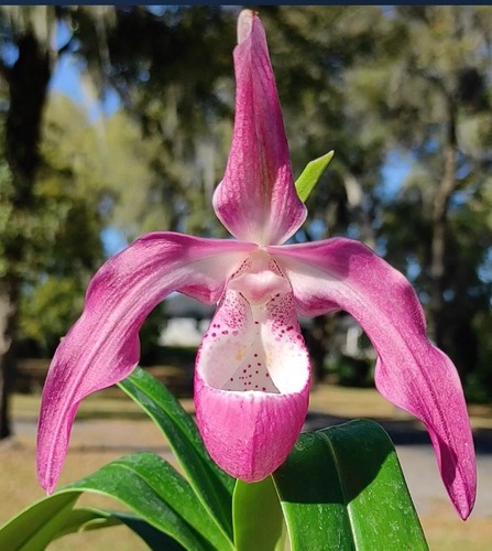 Phragmipedium incan treasure - incan,