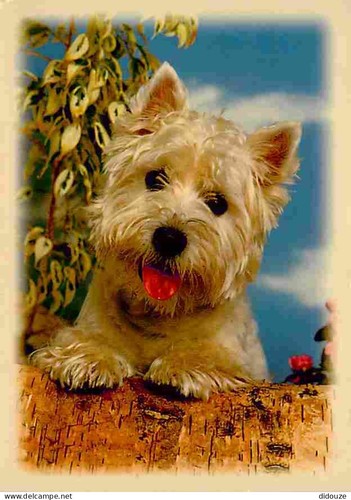 Carte postale animaux - postale,