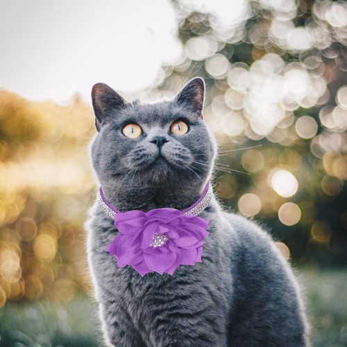 Collerette pour chien collier - chien,