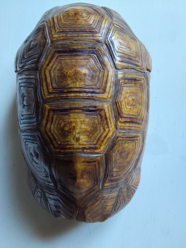 Carapace tortue terrestre - carapace,