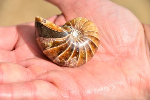 Cymatoceras sakalavus albien - cymatoceras,