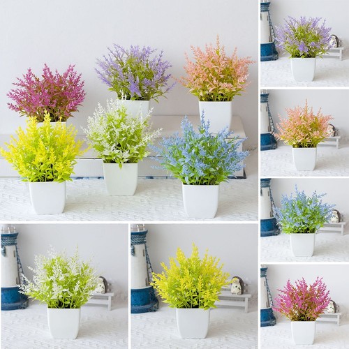 Pour maison salon plante - maison,