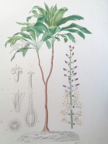 Gravure ancienne botanique - gravure,