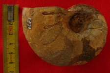 Nautile du Callovien : Paracenoceras hexagonus (J. de Sowerby, 1826)