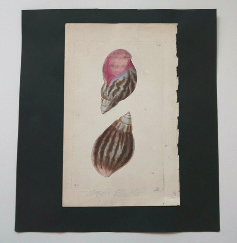 Gravure aquarellée shaw - gravure, &