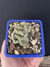 RARE!!! Cactus Caudex