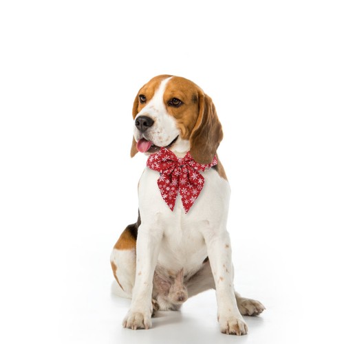Collerette pour chien - collerette,
