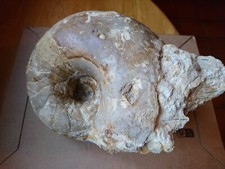 Fossile ammonite/nautile bathonien