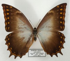 Morpho theseus ssp. aquarius