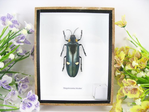 Magaloxantsa bicolor - ,