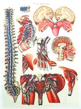 Lithographie Table Anatomique