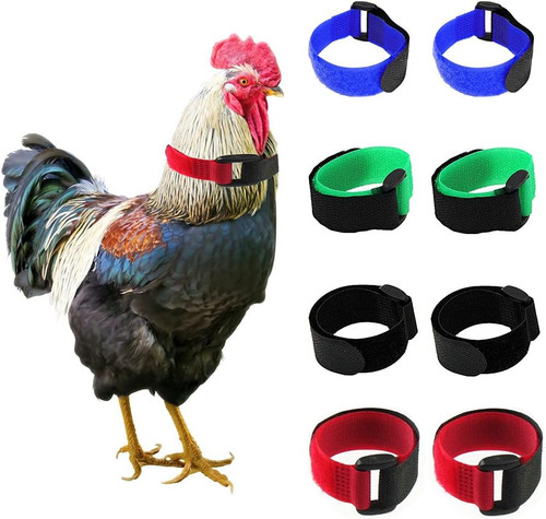 Pack crow rooster - pack,
