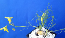 Albuca spiralis plant - spiralis,