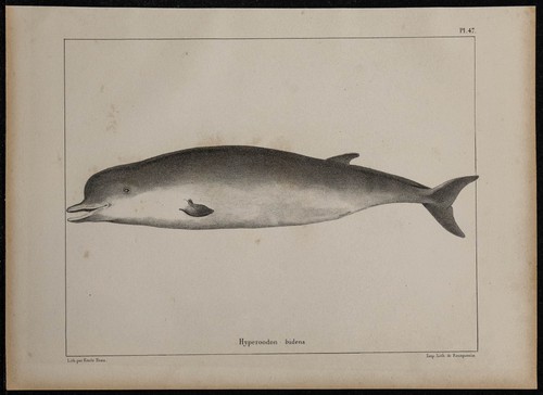 1839 planche anatomie - -, d'anatomie