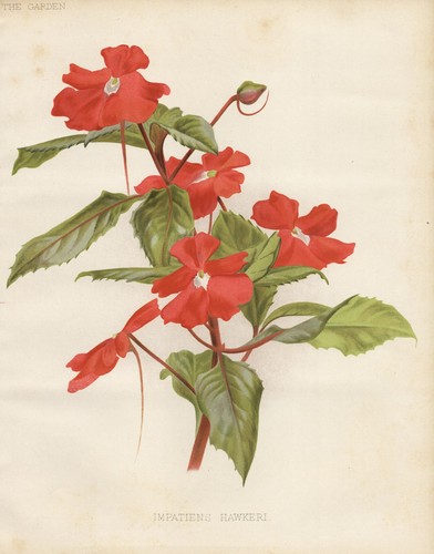 Impatiens hawkeri indonésien - impatiens,