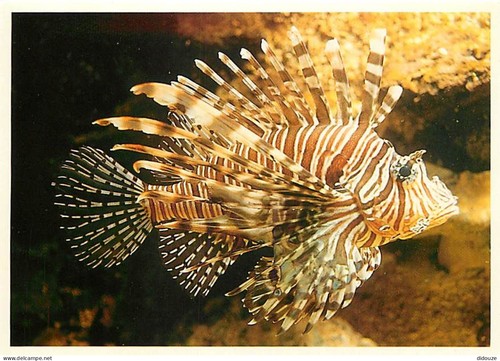 Carte postale animaux - -,