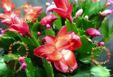Bouture Cutting  Schlumbergera