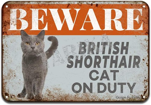 Beware british shorthair cat - beware,