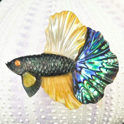 Siamois betta combattant - siamois,